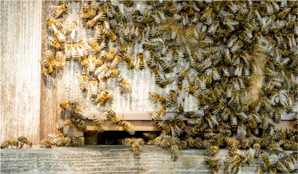 enjambre de abejas pr