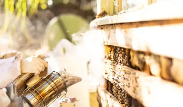 remocion de abeja con humo