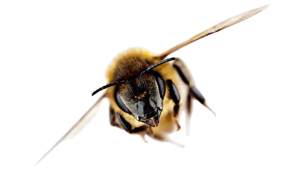 remocion de abejas en pr