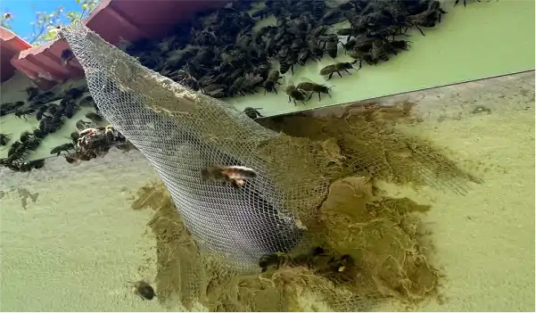 trampa de abejas